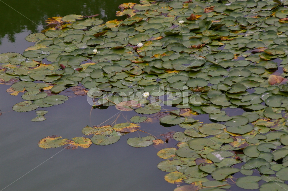 연못,초록,클로즈업,접사,plant,식물,blossom,flower,꽃,식물,자연,plants,nature,꽃,flower