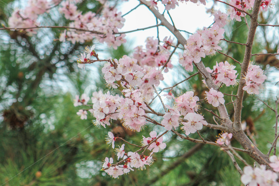 봄,벚꽃,매화,꽃,분홍,핑크,색깔,색감,색상,spring,cherryblossom,blossom,flower,pink,color