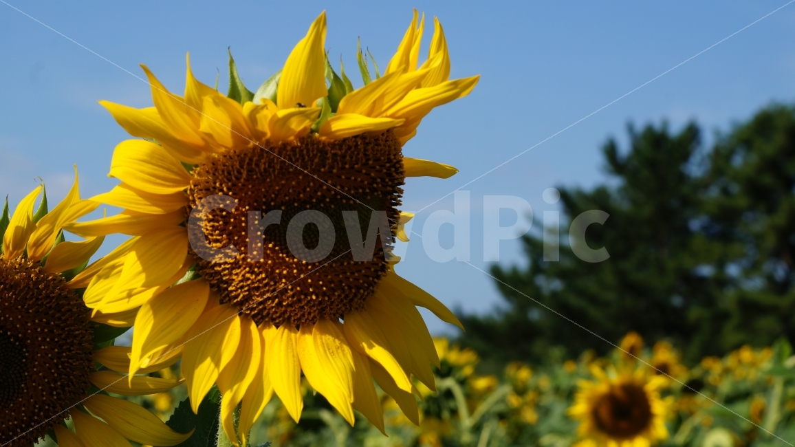 해바라기,해바라기축제,가을,꽃,식물,여름,계절,summer,season,식물,자연,plants,nature,꽃,flower,plant,blossom,sunflower