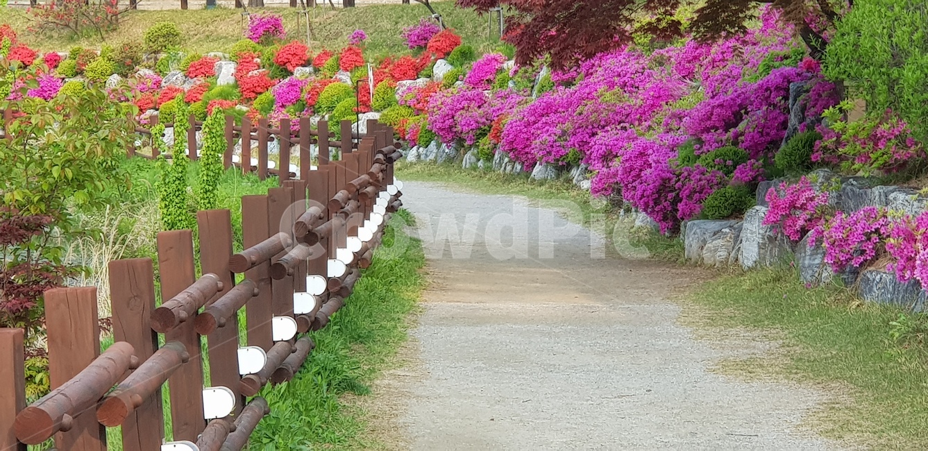 봄,꽃,길,옥외,outdoors,자연,풍경,nature,landscape