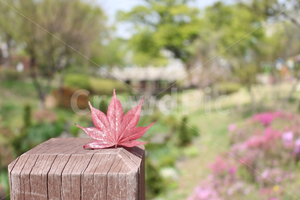 장충동,공원,장충공원,남산,단풍,가을,식물,자연,plants,nature,가을,계절,fall,autumn,season,plant,leaf,잎,tree,나무