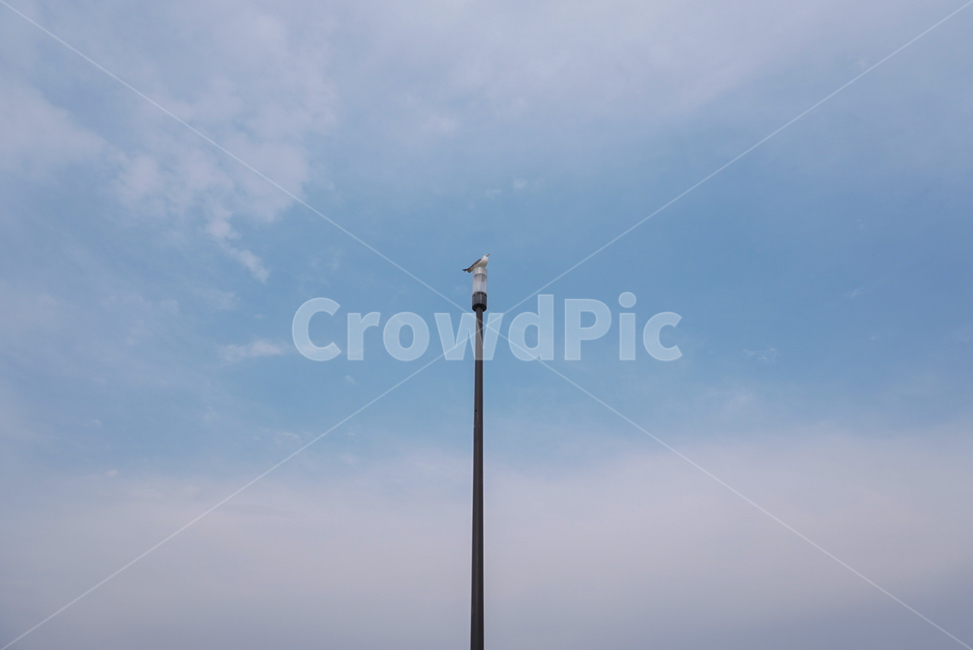 한강,하늘,갈매기,여름,새,동물,animal,조류,새,birds