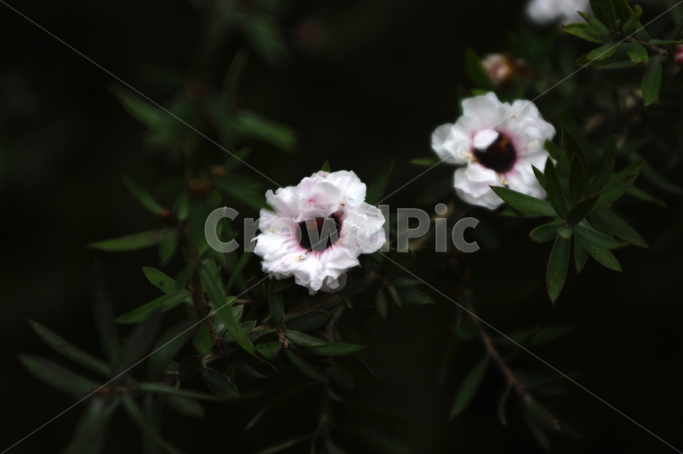꽃,식물,flower,plant,호주매화,식물,자연,plants,nature,꽃,flower