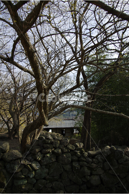 돌담,산수유,나무,꽃봉오리,봄,봄날,봄풍경,봄꽃,감성,spring,flower,봄길,산책,봄나들이,식물,꽃,봄,계절,spring,season,식물,자연,plants,nature,나무,trees,wood,tree,plant,tree trunk,나무 줄기