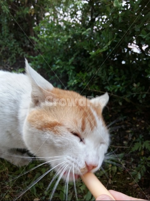 길고양이,길냥이,고양이,소세지먹이기,귀여움,동물,animal,포유류,mammal,고양이,cat,kitten,kitty