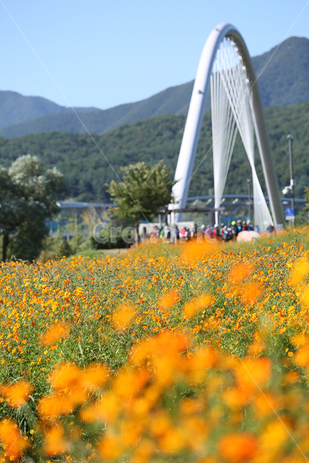 물의정원,황하코스모스,노랑코스모스,노랑,꽃,flower,yellow,cosmos,yellowcosmos,가을,계절,fall,autumn,season