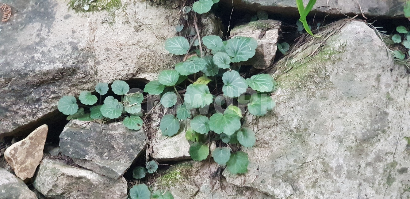 잎,줄기,초록,식물,바위,돌,자연,plant,식물,자연,plants,nature