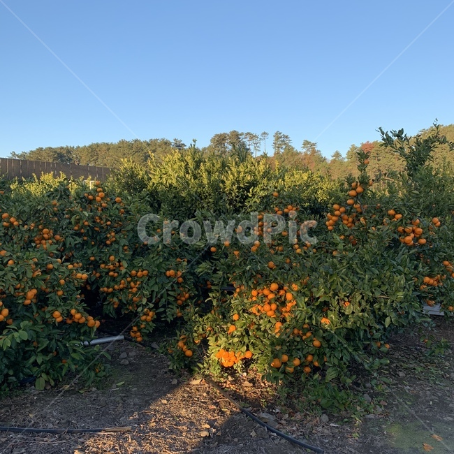 귤,감귤,농장,제주도,겨울,제주도,jeju,jeju island,plant,식물,vegetation,초목,bush,부시,produce,생기게 하다,food,식품