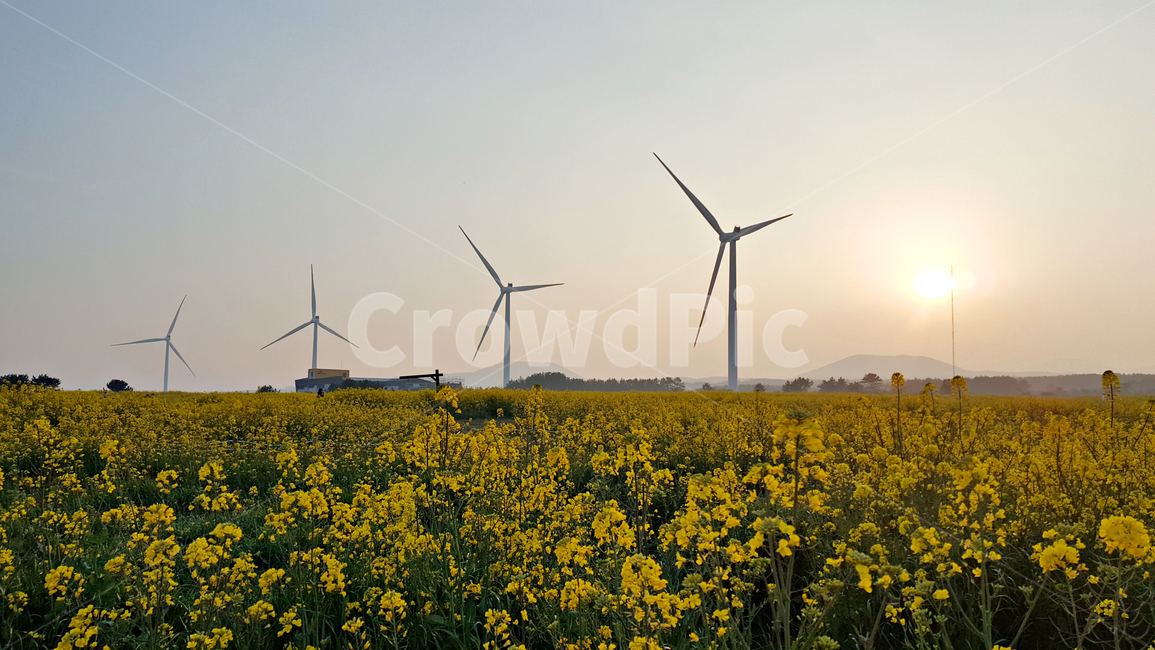 유채꽃,풍력발전,꽃,field,들,outdoors,옥외,nature,자연