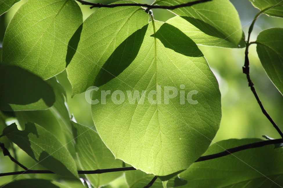 잎,초록,식물,여름,leaf
