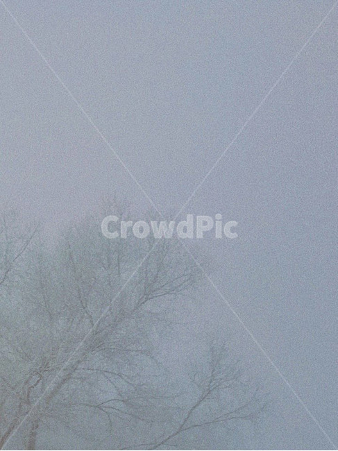 눈,나무,감성,안개,겨울,겨울,계절,winter,season,식물,자연,plants,nature,나무,trees,wood