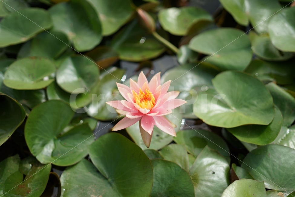 연꽃,자연,연못,연잎,식물,식물,자연,plants,nature,꽃,flower