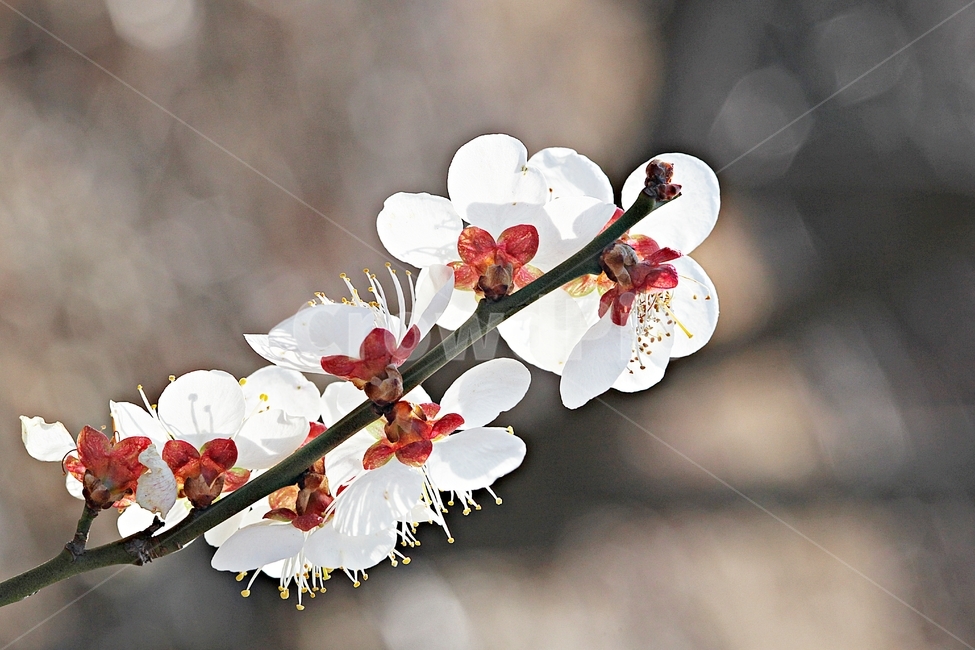매화꽃,매화,꽃,나무,자연,배경,봄,계절,spring,season,식물,자연,plants,nature,꽃,flower,plant