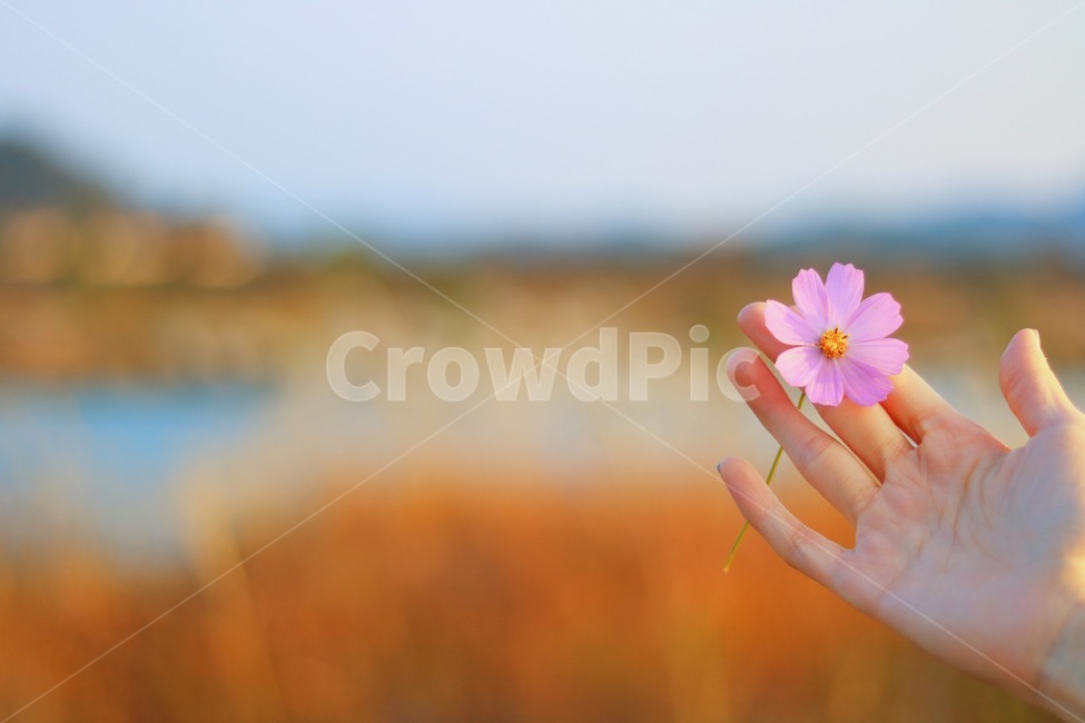 코스모스,가을,감성,쓸쓸함,꽃,가을,계절,fall,autumn,season