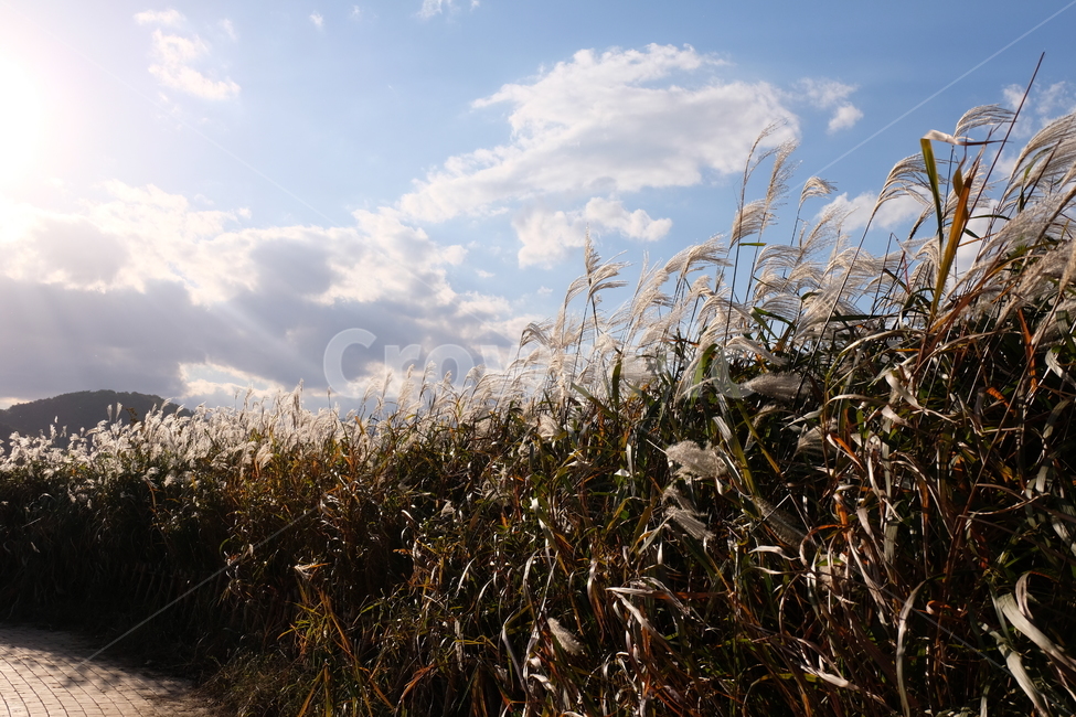갈대,풍경,하늘,자연,억새,구름,가을,fall