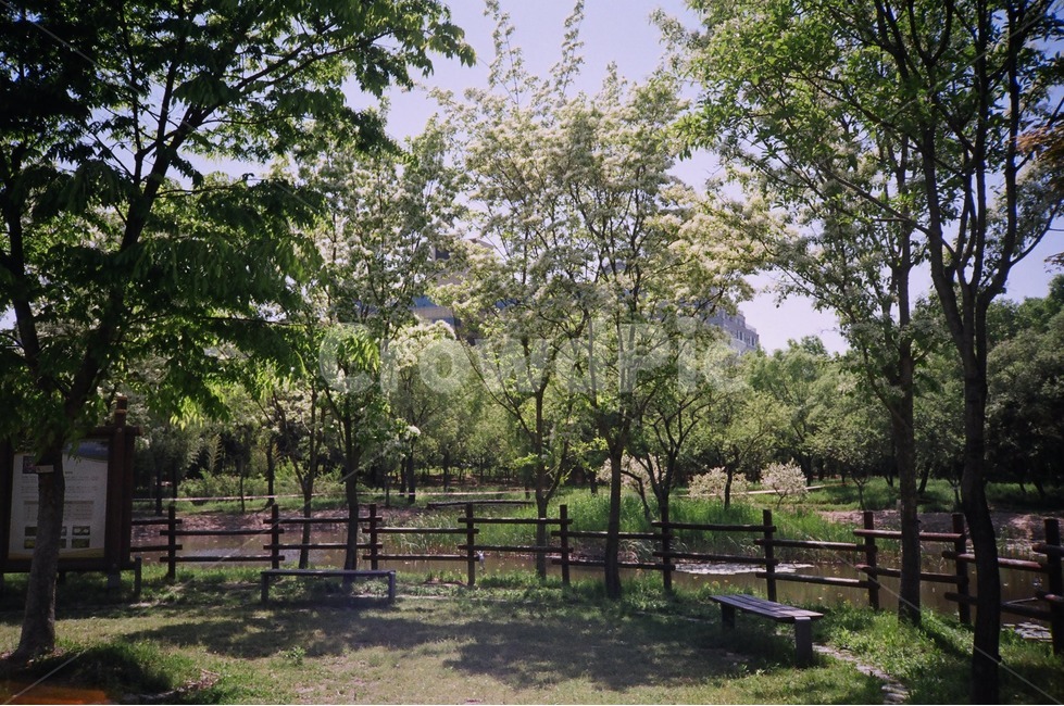 대전한밭수목원,수목원,나무,daejeon,arboretum,tree,sunny