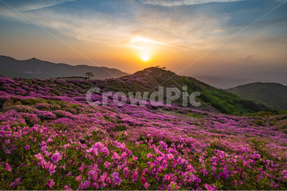 일출,철쭉,황매산,합천,만개,군락지,꽃,해,산,sunrise,sun,flower,plant,mountain,풍경,군락,풍경배경,배경,일출배경,꽃배경,자연,풍경,nature,landscape,식물,plants