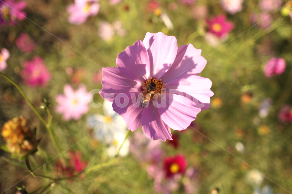 꽃,flower,식물,plant,감성,코스모스,접사,근접촬영,꿀벌,곤충,자연,생동감,fresh,nature,가을,계절,fall,autumn,season,식물,자연,plants,nature,꽃,flower,동물,animal,곤충,벌레,insect,bug