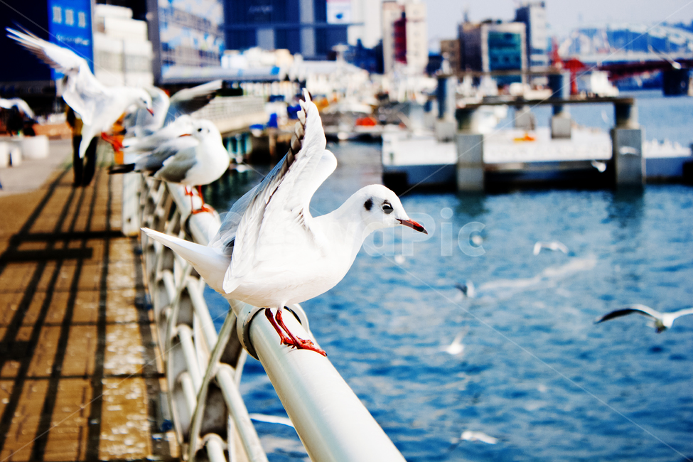 배경,풍경,이쁜사진,바다,갈매기,동물,animal,조류,새,birds