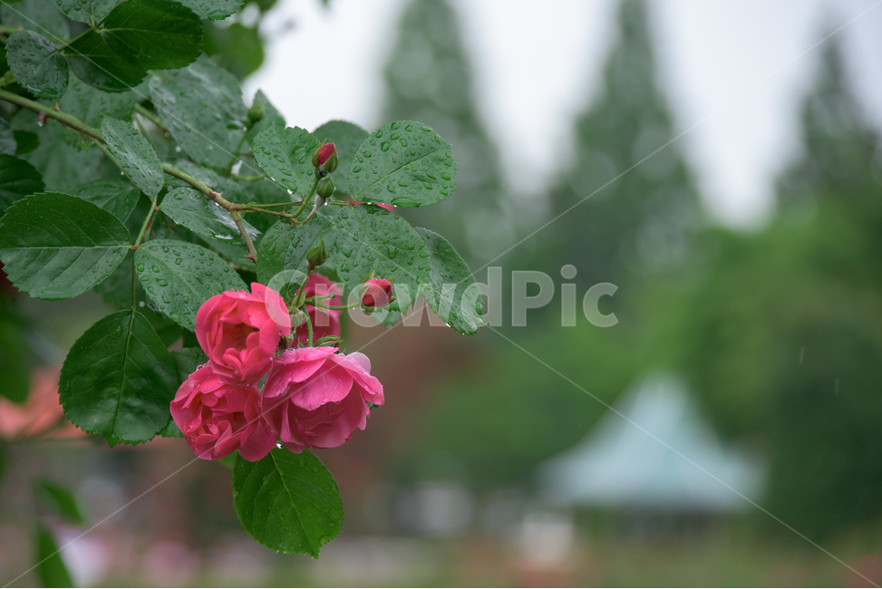 장미,rose,꽃,식물,flower,plants