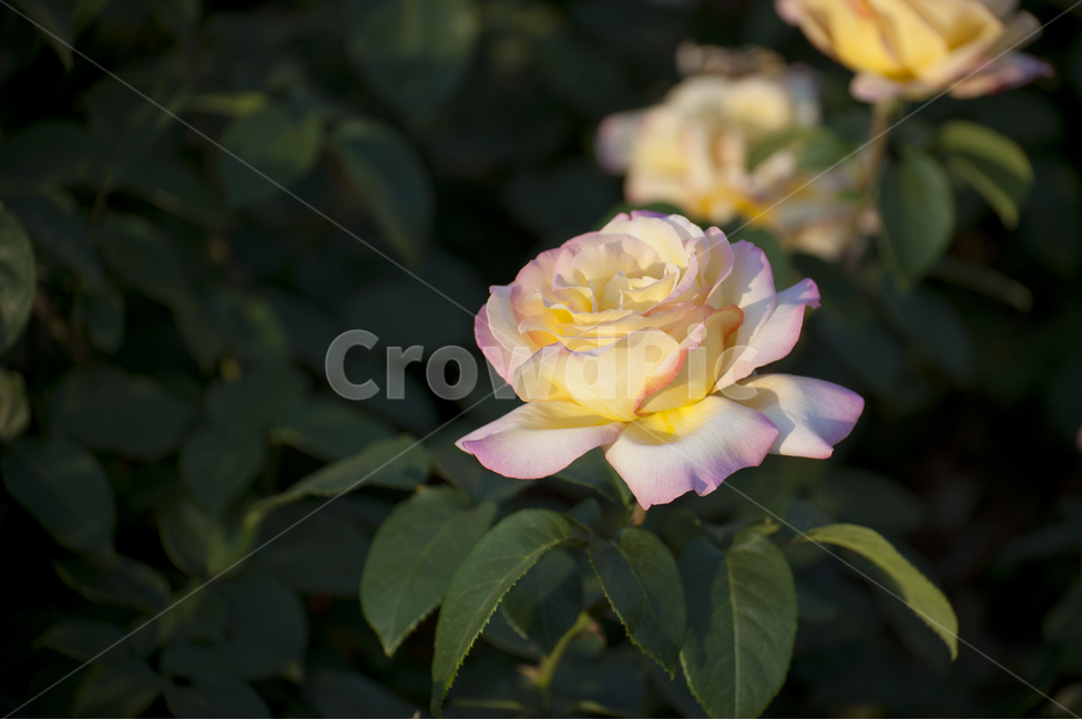 장미,장미축제,꽃,오월장미,꽃축제,식물,자연,plants,nature,꽃,flower