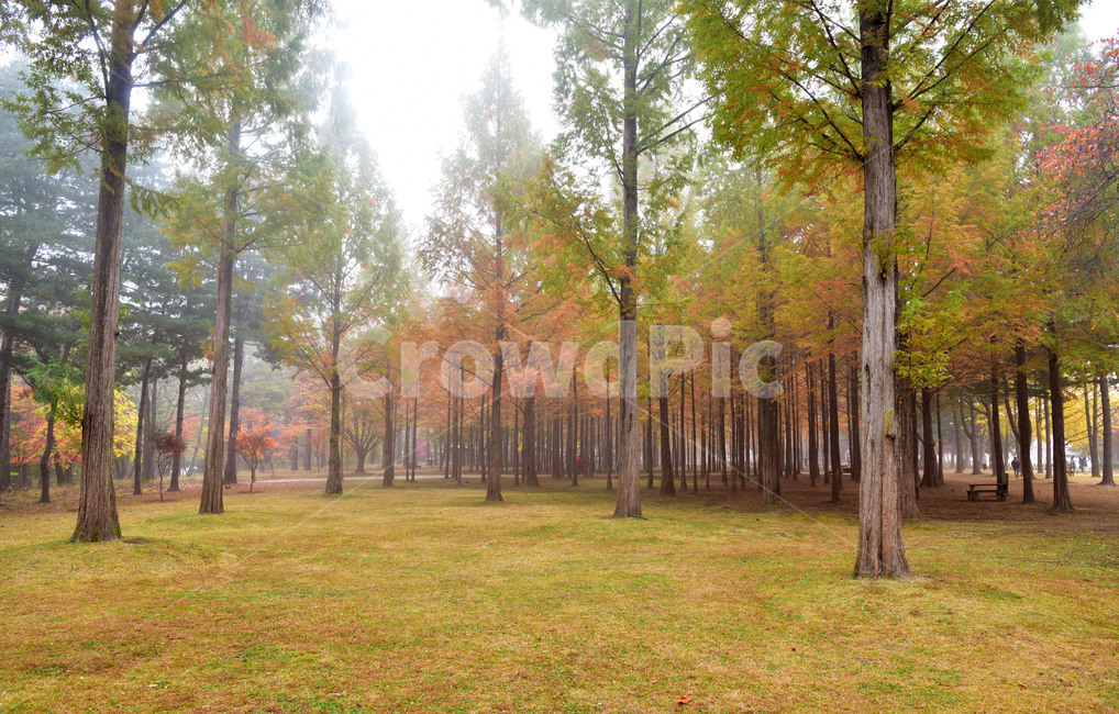 tree,나무,메타세쾨아,숲,자연,nature,풍경,가을,가을풍경,풍광,숲속
