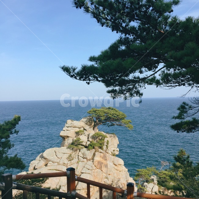 자연,바다,소나무,하조대,풍경,강원도양양,옥외,nature,ocean,sea,promontory,자연,풍경,nature,landscape