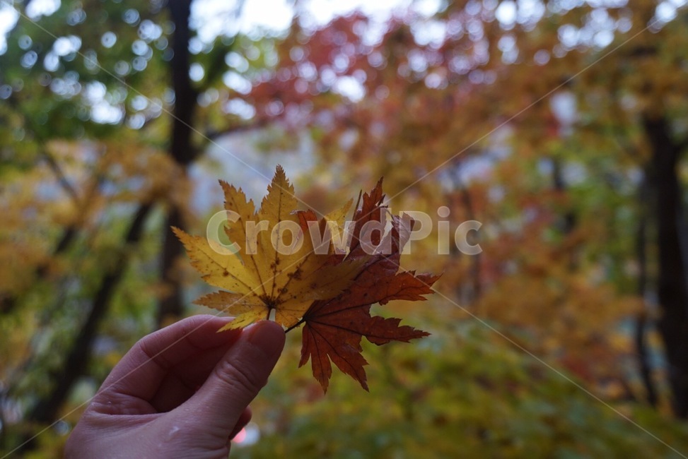 plant,식물,잎,leaf,가을,나뭇잎,단풍,노란색,붉은색,가을,계절,fall,autumn,season,식물,자연,plants,nature,tree,나무