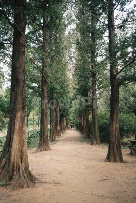 film,감성,숲,나무,여름,계절,꽃,태양,빛,따뜻,자연,풍경,nature,landscape,식물,plants,나무,trees,wood,tree,plant,tree trunk,나무 줄기
