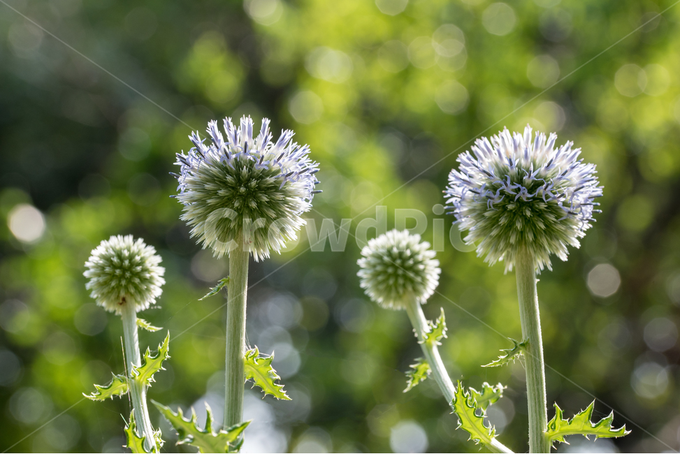 꽃,봉오라,식물,배경화면,아침,식물,자연,plants,nature