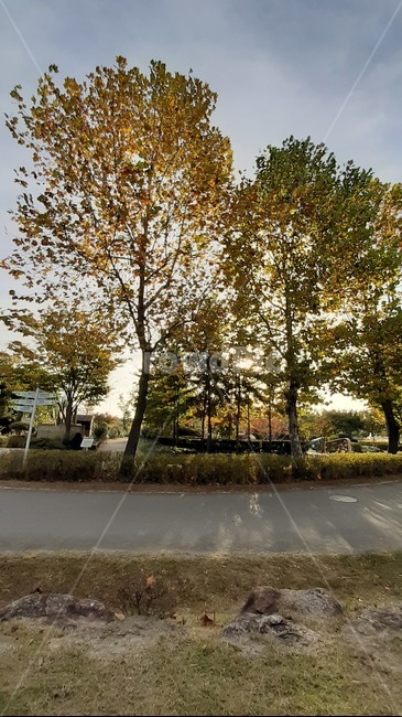 아침햇살,순천만국가정원,느티나무,가을날,하늘하늘,가을,계절,fall,autumn,season,tree,나무,plant,식물