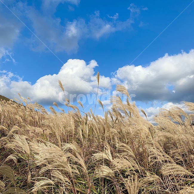 grass,잔디,plant,식물,갈대,갈대밭,파란하늘,구름,하늘