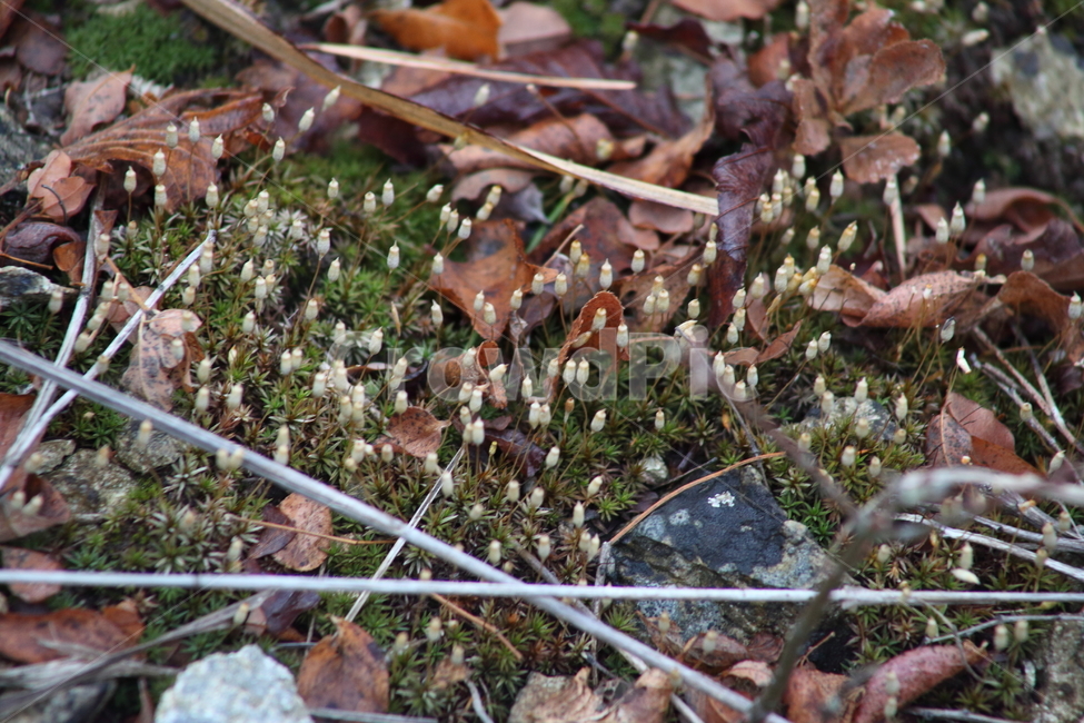 낙엽,이끼,식물,선태식물,moss,가을,계절,fall,autumn,season,plant
