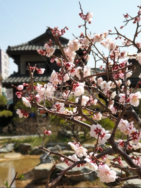 봄,계절,꽃,벚꽃,나무,봄,계절,spring,season,plant,식물,flower,blossom