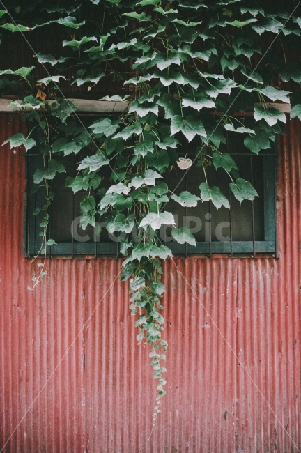 감성,수평,일상,스냅,패턴,구도,여름,구조물,건축,식물,자연,plants,nature,감성,sensible,feeling