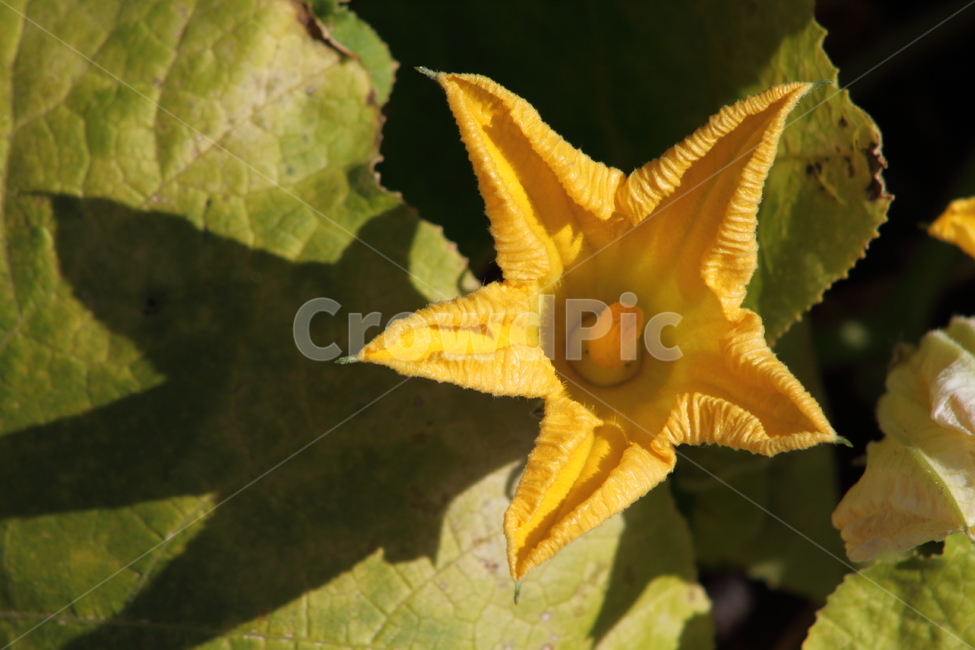 호박꽃,식물,꽃,호박,pumpkin,식물,자연,plants,nature,꽃,flower