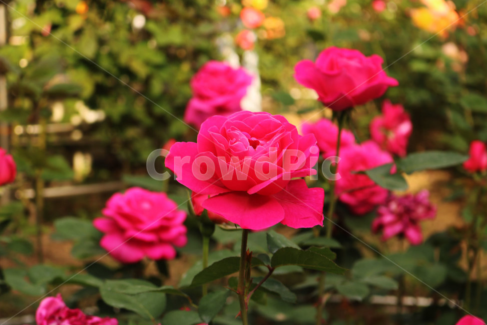 장미,꽃,플라워,로즈,장미꽃,식물,자연,flower,식물,자연,plants,nature,꽃,flower