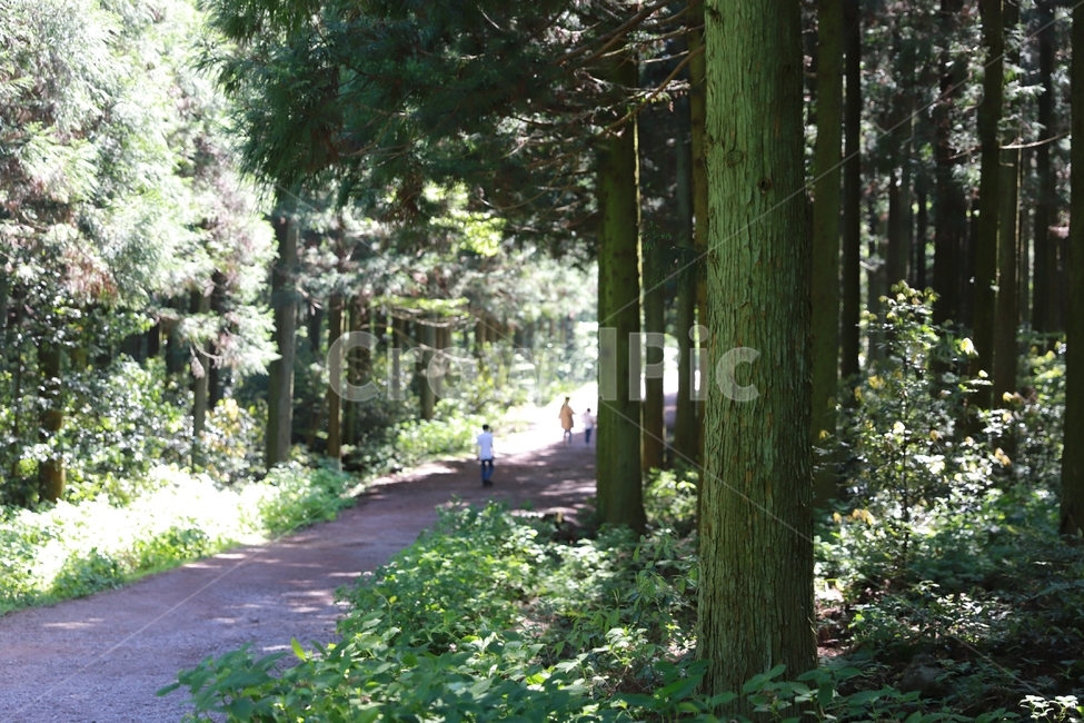 가족,숲길,나무,동행,길,숲,산책,초록,자연