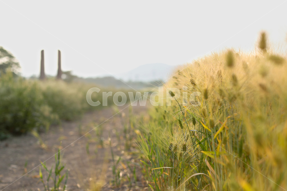 청보리,가을길,grassland,nature,field,들,보리,자연,풍경,nature,landscape,outdoors,옥외,목초지