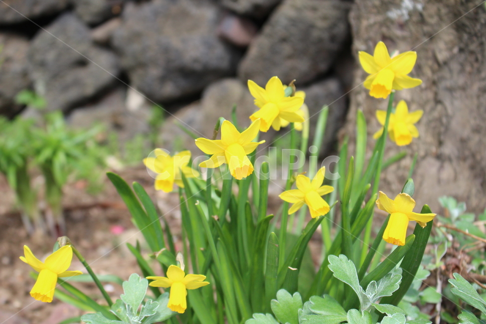 수선화,봄,봄꽃,꽃,노란꽃,식물,봄,계절,spring,season,식물,자연,plants,nature,꽃,flower,plant,blossom