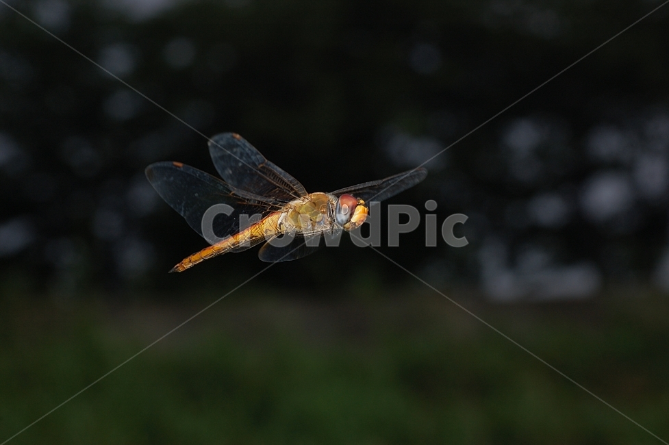 자연,곤충,잠자리,비행,호버링,근접촬영,접사,nature,flying,동물,animal,곤충,벌레,insect,bug