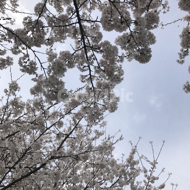 벚꽃,왕벚나무,대앵화,민벗나무,사구라나무,사꾸라,앵화,왕벗나무,제주벗나무,큰꽃벗나무,장미과,흰꽃,가로수,공원,관상용,나무,꽃,식물,Tree,Flower,봄,계절,spring,season,식물,자연,plants,nature,꽃,flower,plant,blossom,cherry blossom