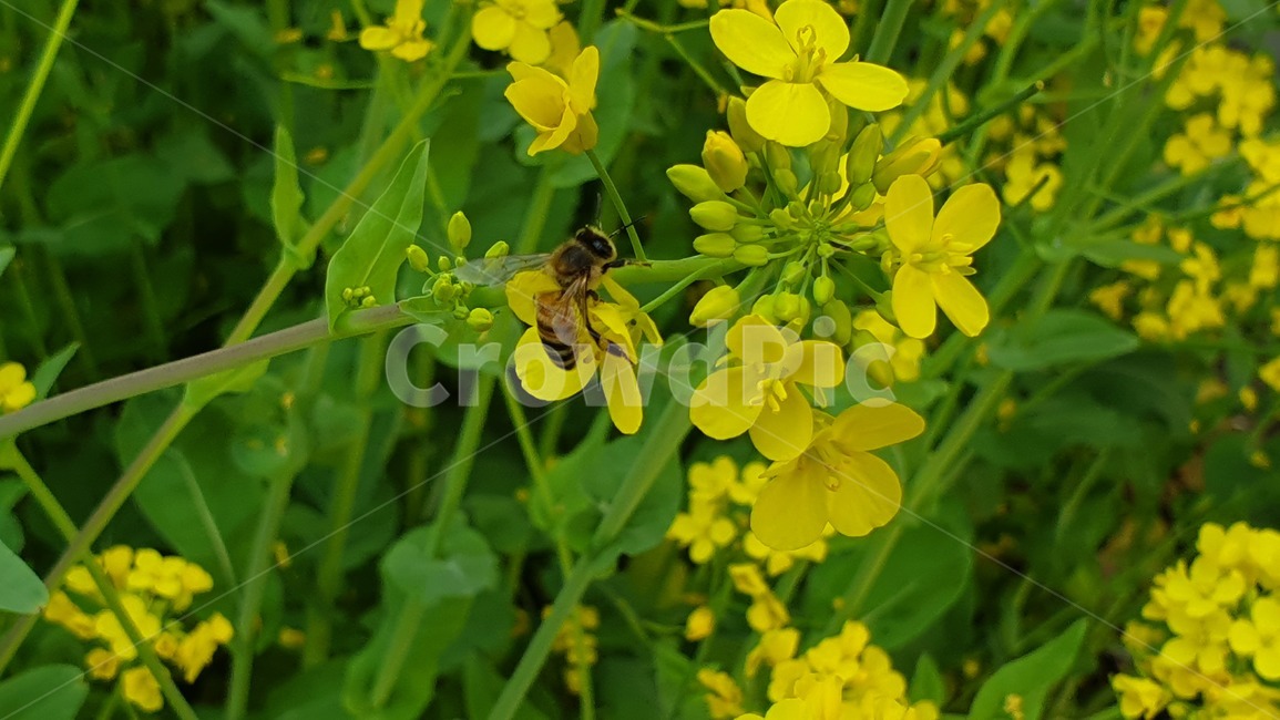 벌,노란색,유채꽃,꿀벌,매크로,접사,귀여움,yellow,bee,일벌,work,봄,계절,spring,season,식물,자연,plants,nature,꽃,flower,동물,animal,곤충,벌레,insect,bug,invertebrate,무척추 동물,honey bee
