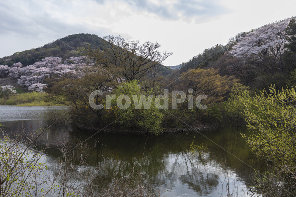 저수지,꽃,벚꽃,산,봄,spring,outdoor,green,grass,flower,blossom,cherry,countryside,lake,peaceful,dreamlike,beautiful,평화로운,아름다운