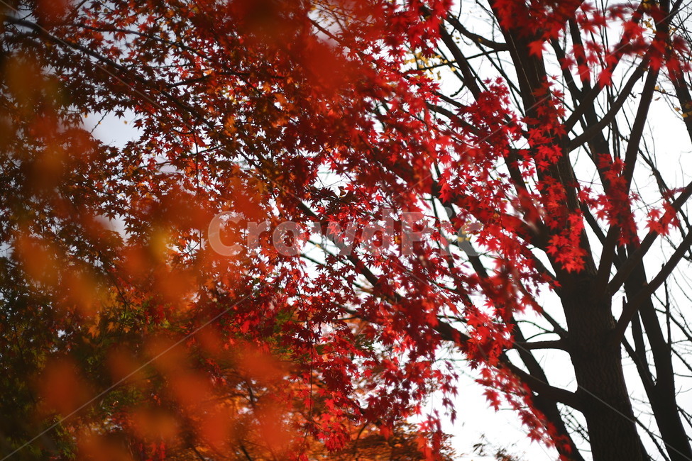 tree,나무,plant,식물,나무줄기,공원,자연,단풍,가을,계절,fall,autumn,season,자연,풍경,nature,landscape