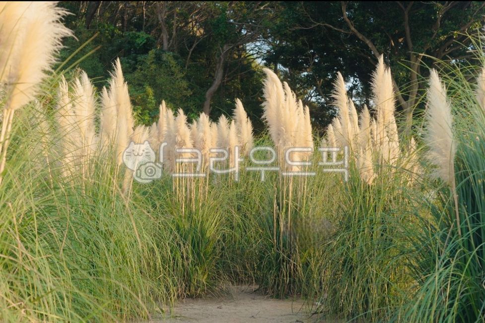 갈대, 자연, 나무, reed, nature, 사진,이미지,일러스트,캘리그라피 - ephemeral작가