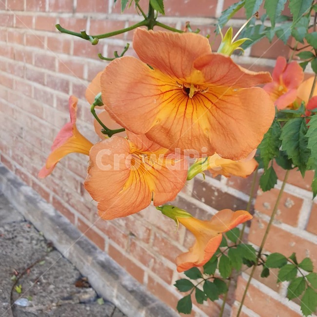 plant,식물,blossom,꽃,flower,벽돌,petal,꽃잎,시골,식물,자연,plants,nature,꽃,flower