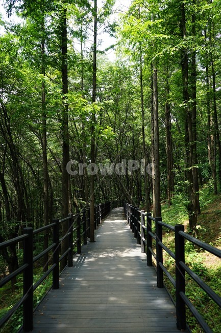 숲,자연,그늘,나무,녹음,녹색,forest,nature,shodow,trees,green,힐링,휴식,시원함,고요함,healing,relaxation,cool,calm,forestbathing,freshness,자연,풍경,nature,landscape,bridge,다리,boardwalk,산책로,building,건물
