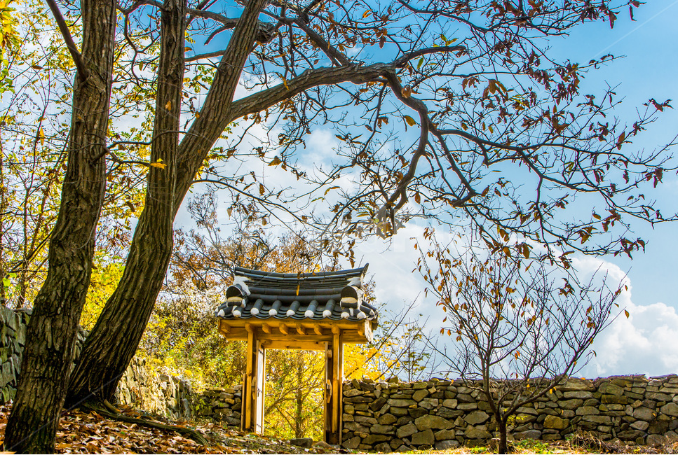 돌담,낙엽,가을,느티나무,감성,전통,가을,계절,fall,autumn,season,자연,풍경,nature,landscape,한국자연풍경,한국자연경관,korea nature landscape,한국전통,한국문화,korean traditional,korean culture,식물,plants,나무,trees,wood