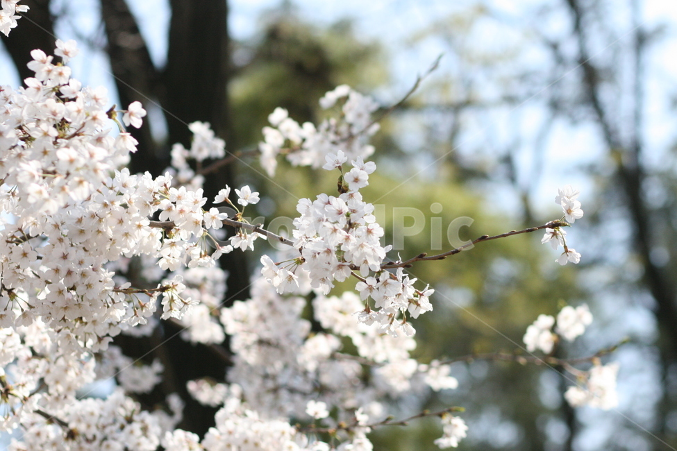 벚꽃,벚꽃놀이,꽃,맑음,꽃놀이,감성,봄,계절,spring,season,plant,식물,flower,blossom
